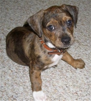 Topdown view of a brown with black and white Bo-Dach puppy that is sitting on a carpet and it is looking up.