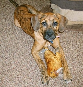 Dakota the Bogle puppy laying on a carpetted floor with a plush walrus toy in front of him