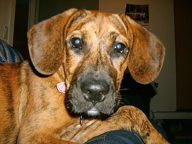 Close up - Dakota the Bogle puppy laying on a couch looking straight into the camera