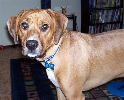 Close Up - Fred the Bogle standing on a rug looking at the camera holder with a blue frisbee in the background