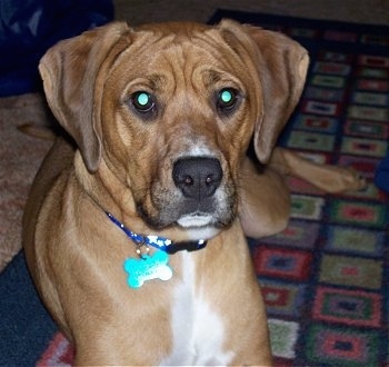 Close Up - Fred the Bogle laying on a carpetted floor