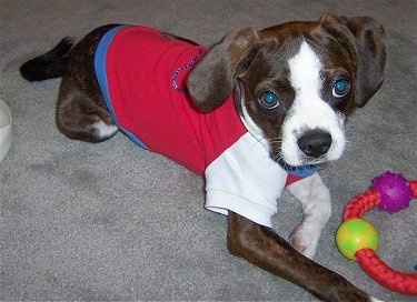 Close Up - Marley the Boglen Terrier laying on the carpet wearing a red white and blue t-shirt with a ring toy in front of him