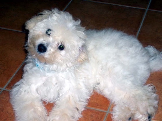 Mayo the Bolognese puppy at 4 months old laying on a red tiled floor