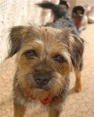 Border Terrier Breeds on Cassie The Blue And Tan Border Terrier At 3 Years Old This Picture