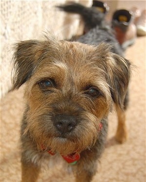 border terrier puppies guise