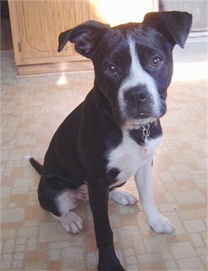 The front right side of a black with white Boston Lab puppy that is sitting across a tiled floor in a kitchen and it is looking forward.