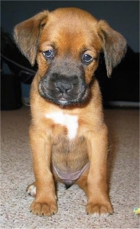 Boxer Dog Stance