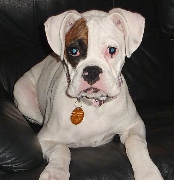 Boxer Puppies For Sale In Colorado. White Boxer Puppies For Sale