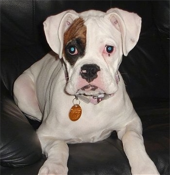 Lucy the Boxer laying on a black leather couch looking at the camera holder and wearing a yellow dog tag