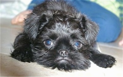 Close Up - A black Belgian Griffon is laying on a tiled floor. There is a person behind it. The dog looks like it has a frown.