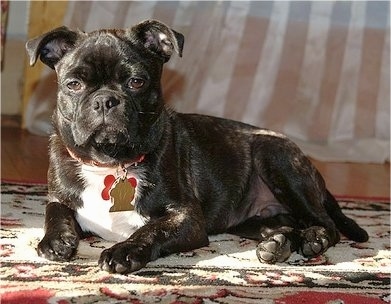 Close Up - Gromit the Buggs as a Puppy laying on a rug