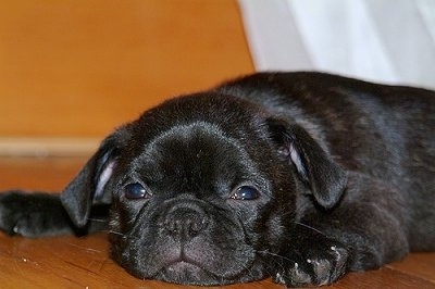 Close Up - Gromit the Buggs as a puppy laying down on a hardwood floor, view from face level