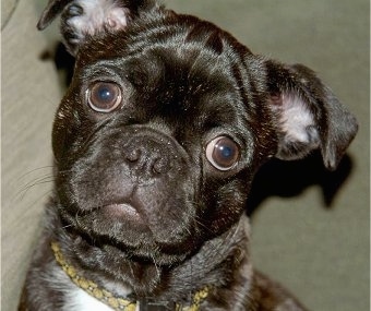 Close Up - Gromit the Buggs as a puppy with wide eyes with his head tilted to the right