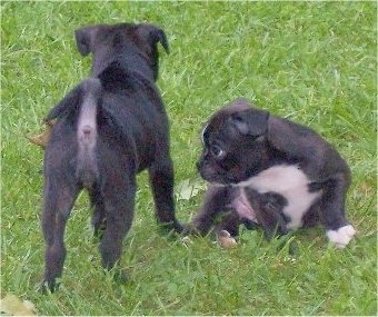 One Buggs puppy is standing outside with its backside towards the camera holder. The second Buggs puppy is sitting next to it