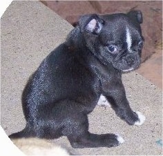 Buggs puppy sitting on a rug and looking at the camera holder