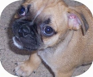 Close Up head shot - Buggs puppy sitting on a carpet and looking up at the camera holder