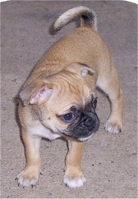 Buggs puppy standing on a carpet and looking towards the right