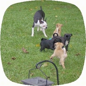 Boston Terrier playing outside with four Buggs Puppies