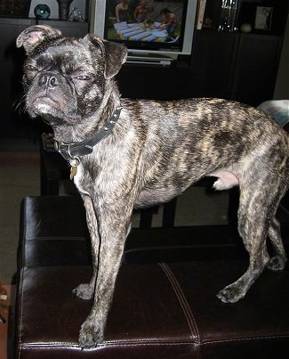 Sire the Buggsstanding on the back of a brown leather couch. Sire is squinting at the camera holder