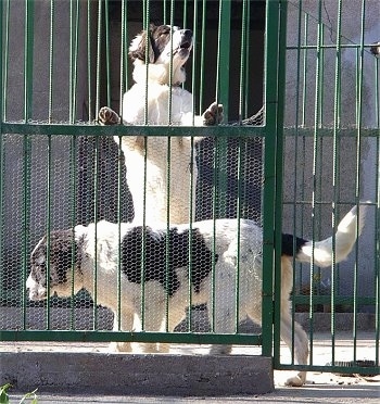 Bulgarian Shepherd Dog walking around an outside kennel and another Bulgarian Shepherd Dog is jumped up and barking against the iron bars