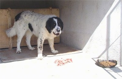 Bulgarian Shepherd Dog standing in a cemented kennel area with raw meat chunks in front of it and a dog food bowl of dry kibble sitting off to the side