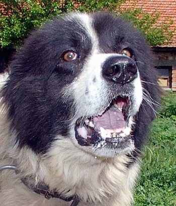 Close Up - Bulgarian Shepherd Dog with its mouth open in mid bark