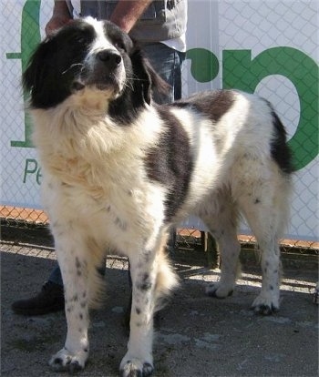 Bulgarian Shepherd Dog standing in front of a person and a chain link fence