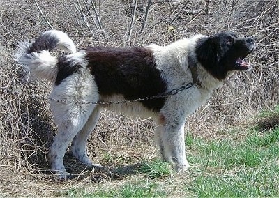 Bulgarian Shepherd Dog standing in grass next to sticks and vines wearing a chain and barking into the distance