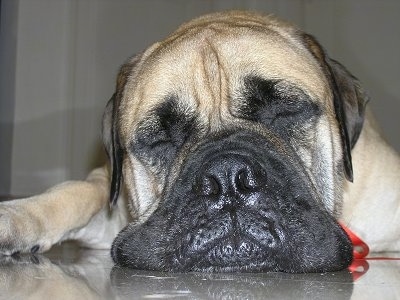 Close Up straight on head shot - Mas the Bullmastiff sleeping on a floor