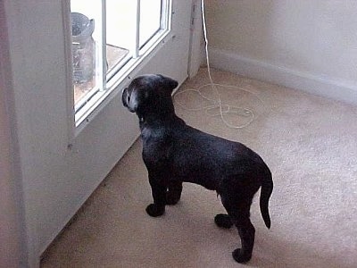 Bruiser the Bullmasador puppy standing on a carpet looking out of a window