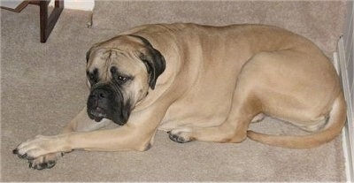 Shirley the Bullmastiff laying down on a carpeted floor