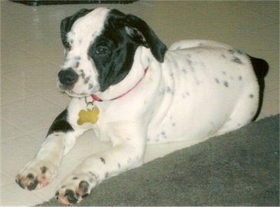 Mack the Bullmatian laying on a tiled floor and looking towards the left