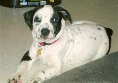 Mack the Bullmatian laying on a tiled floor looking at the camera holder with a dog dish in the background