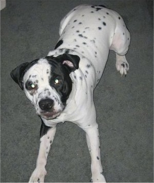 Mack the Bullmatian laying on a carpeted floor and looking up at the camera holder