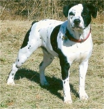 Mack the Bullmatian standing in a field with tall grass in the background