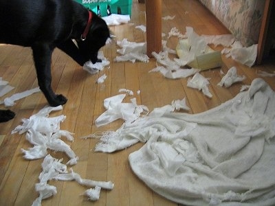 Lilah the Golden Labrador puppy is chewing up tissues on a hardwood floor under a table