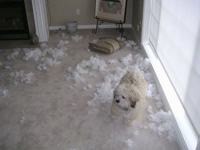 Iggy the Havachon is standing in front of a large window and looking to the left. There is a ripped pillow behind it and white fluffy stuffing all over the floor