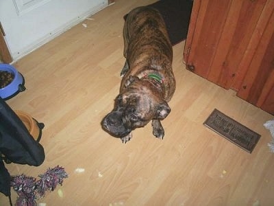 Close Up - Diesel the Valley Bulldog is standing on a tiled floor and looking to the left