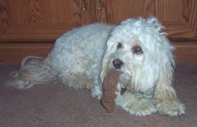 Teri the Whoodle is laying in front of an entertainment stand with a stocking in her mouth