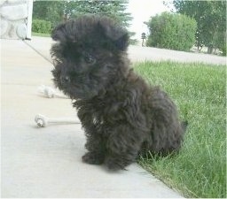 Madison the Cairnoodle as a puppy is sitting outside with her back end in grass and her front paws on a sidewalk and looking to the left