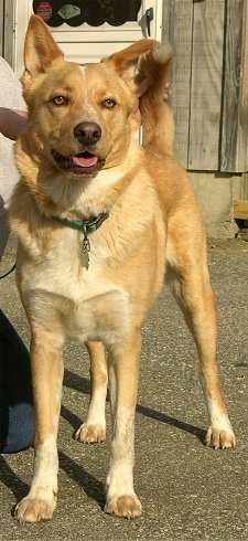 Cyrus the tan Canaan Dog is standing on a blacktop surface in front of a wooden house