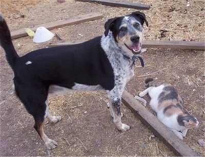 Asher the Cattle Collie Dog is standing in front of a 2x4 and a cat and looking at the camera holder with more wood scattered in the background