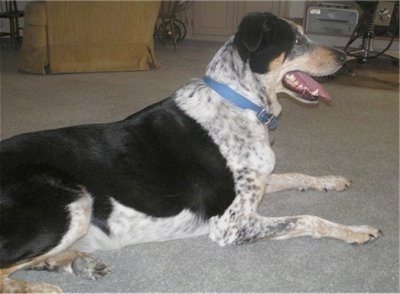 Asher the Cattle Collie Dog sitting on a carpeted floor and looking to the right. Theres a Printer and a computer area and a chair in the background