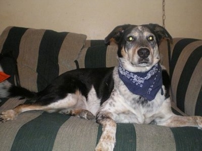 Asher the Cattle Collie Dog wearing a blue bandana laying on a green and gray striped couch and looking at the camera holder