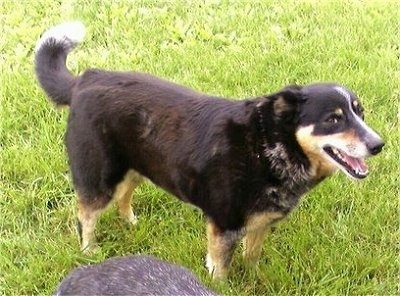 Shadow the Cattle Collie Dogstanding outside in grass with its mouth open with another dog in front of him