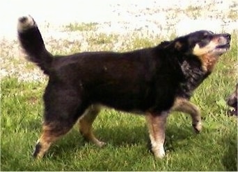 Shadow the Cattle Collie Dog outside in the grass barking as he walks with one paw in the air with another dog in front of him