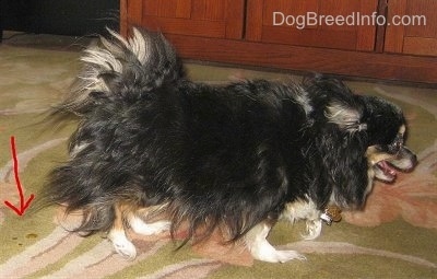 A longhaired black, tan and white Chihuahua dog is walking across a carpet. There is a red arrow overlayed pointing down at a drip of pee on the carpet.