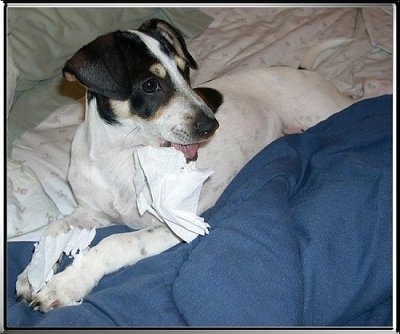 Monty the Rat-Chi is laying on a bed with toilet paper in its mouth and in its front paws.