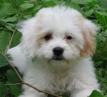 Abby the Cavachon as a puppy laying in a pile of leaves