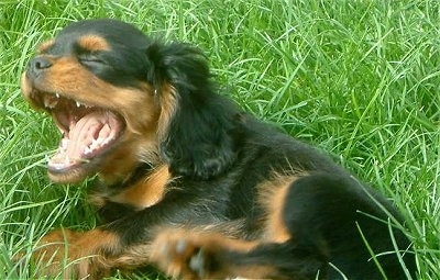 Buddy the Cavalier King Charles Spaniel is laying in grass yawning showing off his teeth